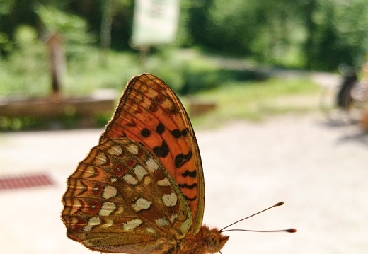 21 Juni 2018 Schmetterling