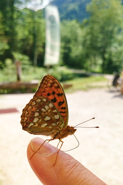 Sony_F5321 20180621_Föhrenbach_019.jpg