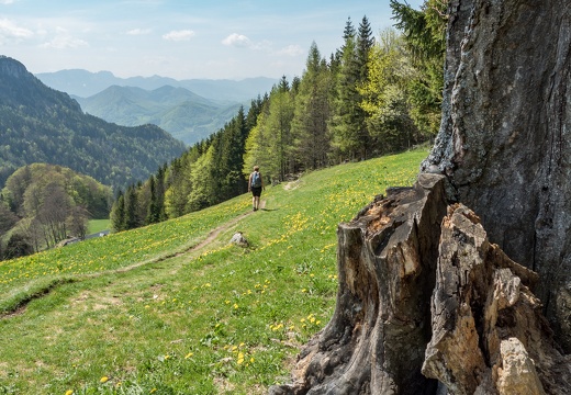 Am Weg zur Grünburger Hütte