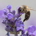 Lavendel