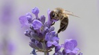 Lavendel