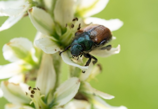 Olympus_E-M5MarkII_OLYMPUS M.60mm F2.8 Macro 