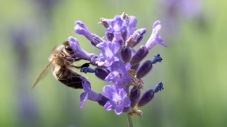 Lavendel,Biene P6180108.jpg