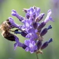 Olympus_E-M5MarkII_OLYMPUS M.60mm F2.8 Macro 