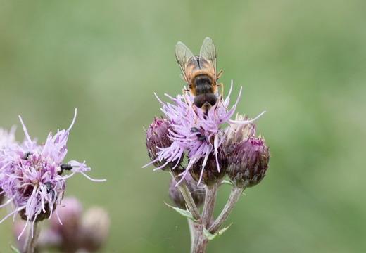 Olympus_E-M5MarkII_OLYMPUS M.60mm F2.8 Macro 