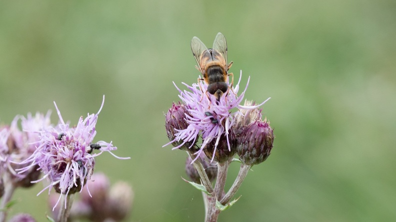 Kratzdistel P6300009.jpg