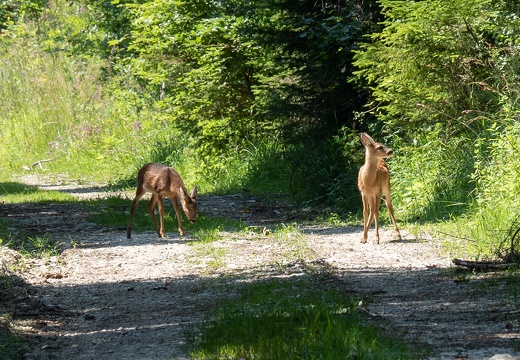 17. Juli 2018 Am Weg zur Grünburger Hütte