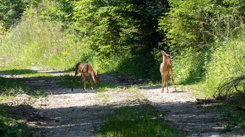 17. Juli 2018_Am Weg zur Grünburger Hütte.jpg