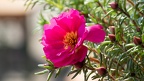 17. Juli 2018 Blumen auf der Grünburger Hütte