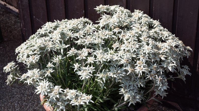 17. Juli 2018 Blumen auf der Grünburger Hütte-2 - 17. Juli 2018_Blumen auf der Grünburger Hütte-2.jpg 17. Juli 2018_Blumen auf der Grünburger Hütte-2.jpg