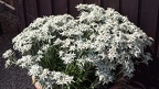 17. Juli 2018 Blumen auf der Grünburger Hütte-2