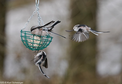Wildlife, Natur