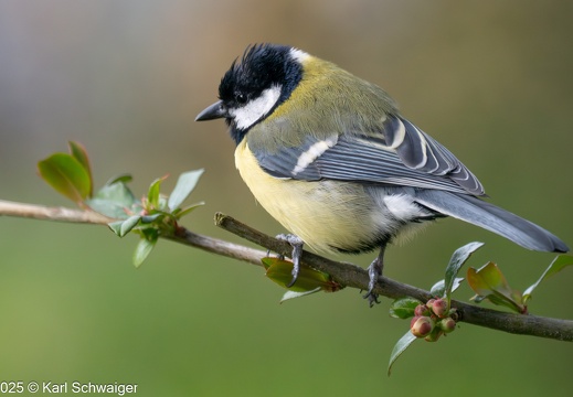 Wildlife, Natur